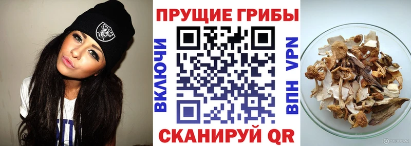 купить наркотик  Верея  Галлюциногенные грибы MAGIC MUSHROOMS 